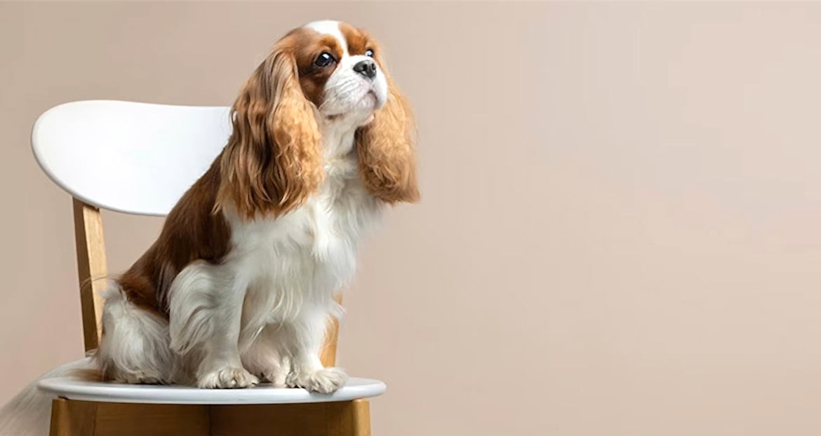 Köpeklerde Sosyalizasyonun Önemi ve Yöntemleri