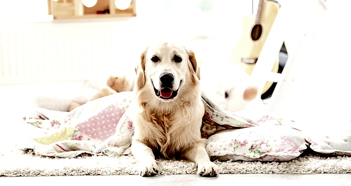 Köpeğinize Temel İtaat Komutlarını Öğretmenin Yolları