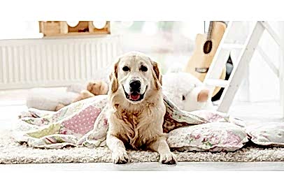 Köpeğinize Temel İtaat Komutlarını Öğretmenin Yolları