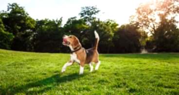 Profesyonel Köpek Eğitmenine Ne Zaman Başvurmalıyım?