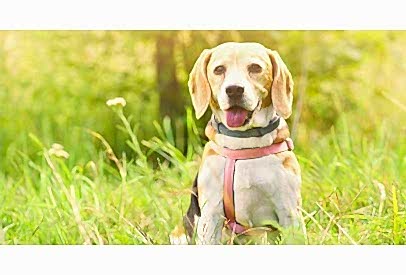 Evde Kolayca Uygulanabilecek Temel Köpek Eğitim Teknikleri