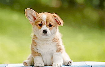 Yavru Köpek Eğitimi