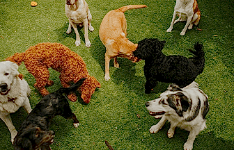 Sosyalizasyon Eğitimi