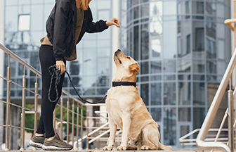 Temel İtaat Eğitimi