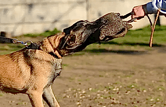 Bodyguard (Koruma) Eğitimi